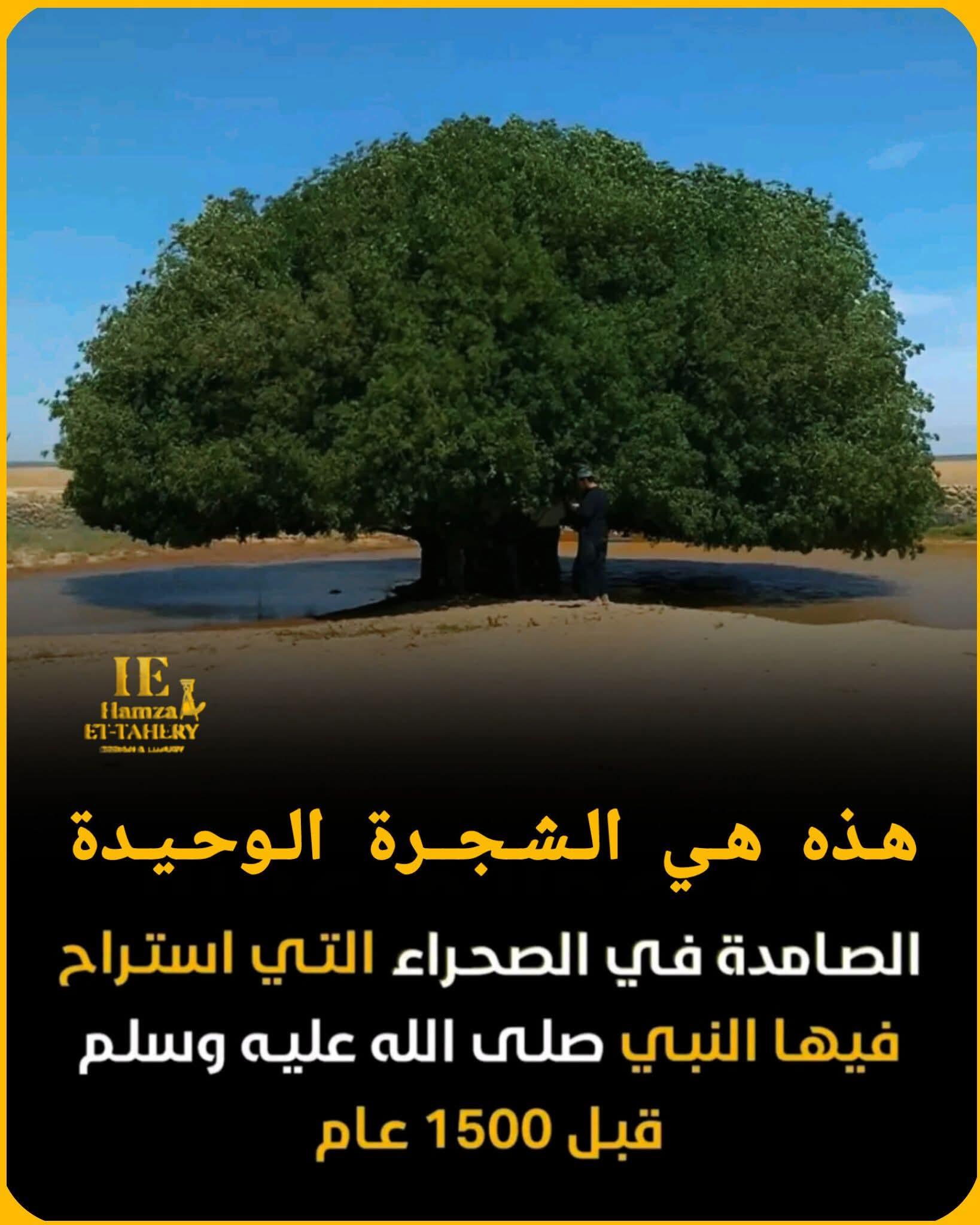 شجرة البقيعاوية: رمز الوفاء والجمال في قلب الصحراء الأردنية