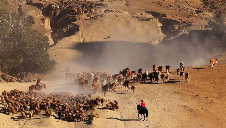 شينجيانغ- بدء هجرة الماشية من مراعي الصيف إلى الخريف