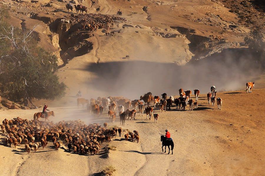 شينجيانغ- بدء هجرة الماشية من مراعي الصيف إلى الخريف