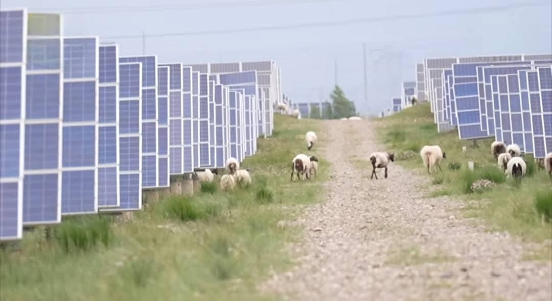 تركيب الواح شمسية للطاقة في منقطة صحراية صينية يحولها إلى غابة نباتات ومراعي خراف